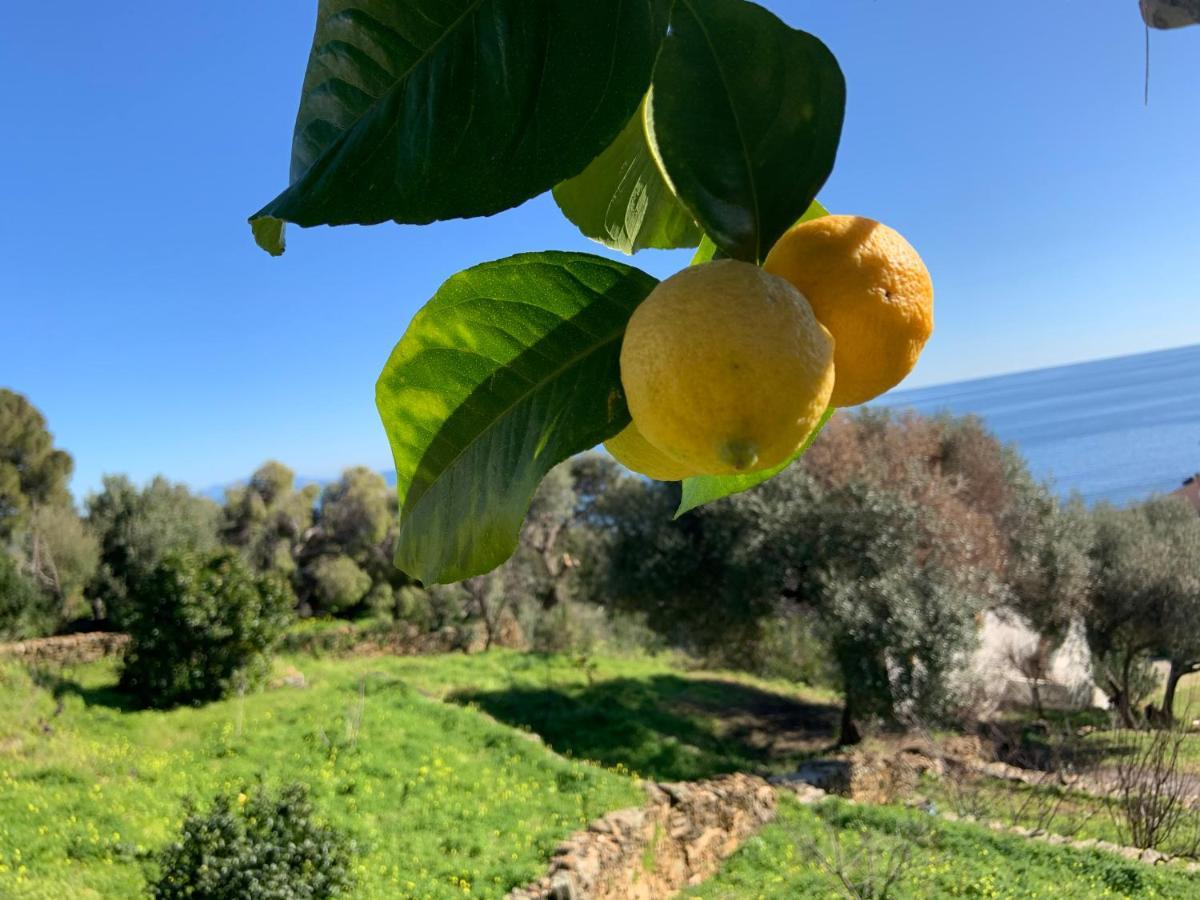 Santa-Maria-di-Lota Vita Nova מראה חיצוני תמונה